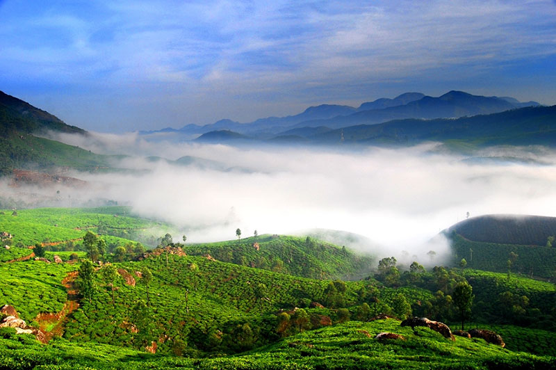 Munnar tour package - cochi, southchalo