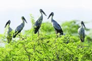 andhra pradesh Pulicat Lake Bird Sanctuary